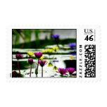 Spring Waterlilies - Garden Flower Stamps