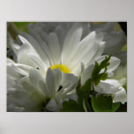 Spring white 1 print