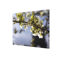 spring white cherry flowering branch gallery wrap canvas