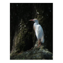 Spring White Egret Postcard
