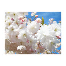 Spring White Pink Blossom Flowers Blue Sky Canvas Prints