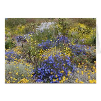 Spring wildflowers Card card