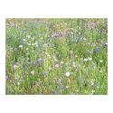 Spring wildflowers posters by boxergirl301 Spring wildflowers posters