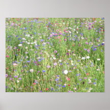 Spring wildflowers posters