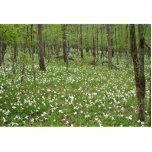 Spring wildlflowers along the Flint River, Georgia