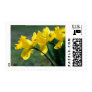 Spring yellow daffodils postage stamp