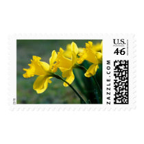 Spring yellow daffodils postage