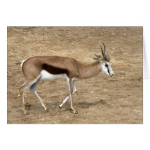 Springbok Greeting Cards