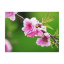 SpringCherries IV postcards by starlingphotos SpringCherries IV postcards