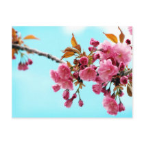 SpringCherries postcards by starlingphotos SpringCherries postcards