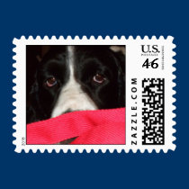 Springer Eyes stamps