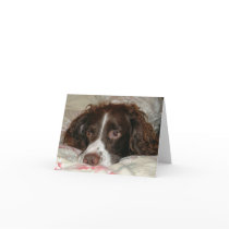 Springer Love Greeting Card