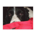 Springer Postcard by elaineinalaska Springer Postcard