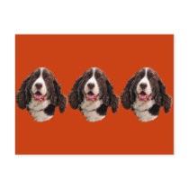 Springer Spaniel Head postcards
