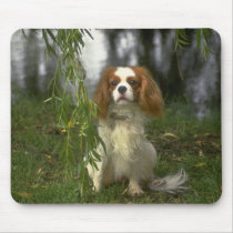 Springer Spaniel mousepads