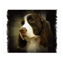 Springer Spaniel Postcard