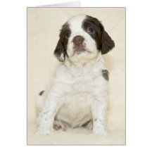 Springer Spaniel Puppy Card