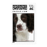 Springer Spaniel "Regal" U.S. Postage Stamp