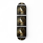 Springer Spaniel Skateboard