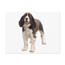 Springer Spaniel Standing postcards