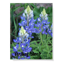 springpics 022, feeling blue? posters