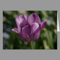 Spring's 1st Bloom cards