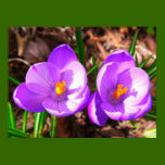 Springs Colorful Crocus posters