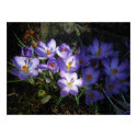 spring's fanfare posters by dawnmcininch spring's fanfare posters
