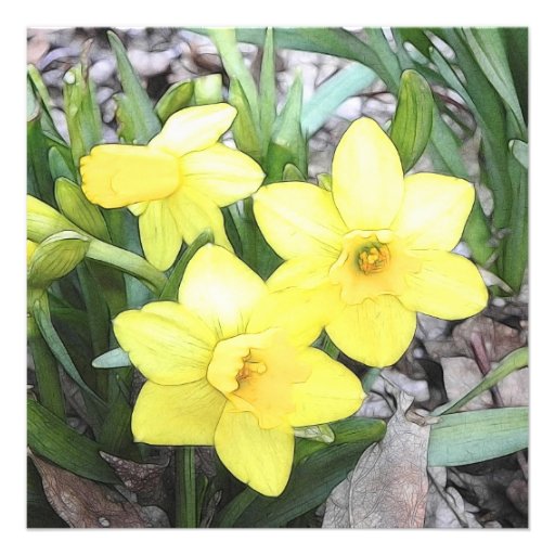 Spring's First Daffodils Personalized Announcements