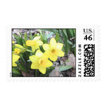 Spring's First Daffodils Postage Stamp