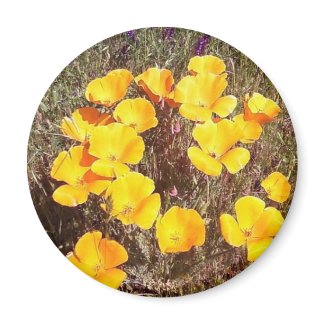 Spring's First Kiss ~ California Poppies magnet