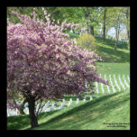 Springtime Again in Arlington National Cemetery posters