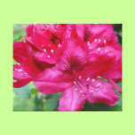 Springtime Azaela Bloom canvas prints