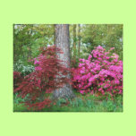 Springtime Azaela Garden canvas prints