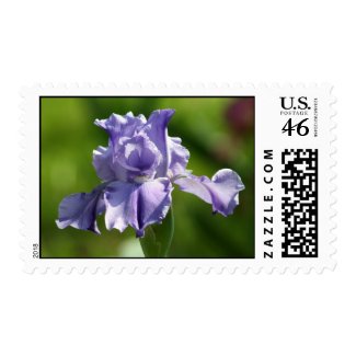 "Springtime Blues" Iris Photography Postage Stamp