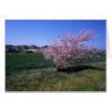 "Springtime" cards