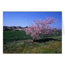 "Springtime" cards by trevor_hirst "Springtime" cards