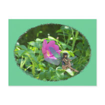 Springtime Fairy postcards