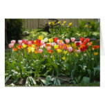 Springtime Garden Cards