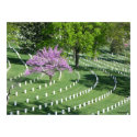 Springtime in Arlington National Cemetery posters