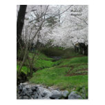 Springtime in Bethesda, Maryland Post Cards