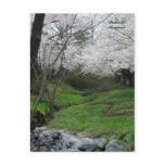 Springtime in Bethesda, Maryland Post Cards