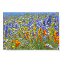 Springtime in Gorman posters by lonerngr88 Springtime in Gorman posters