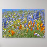 Springtime in Gorman posters
