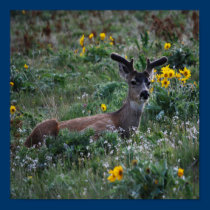 Springtime In Montana posters