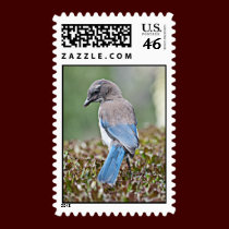 Springtime Jay Stamp stamps