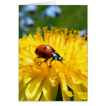 Springtime Ladybird on Dandelion Greeting Card
