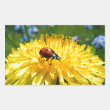 Springtime Ladybird on Dandelion Rectangle Stickers