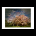 Springtime Red Bud Tree posters