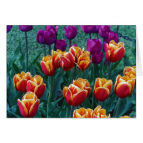 Springtime Tulips cards